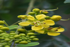 Cassia siamea